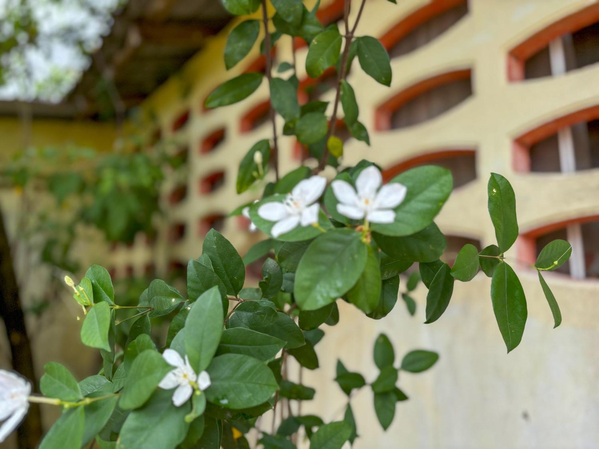 Les Fleurs House Bed & Breakfast Khao Lak Exterior foto