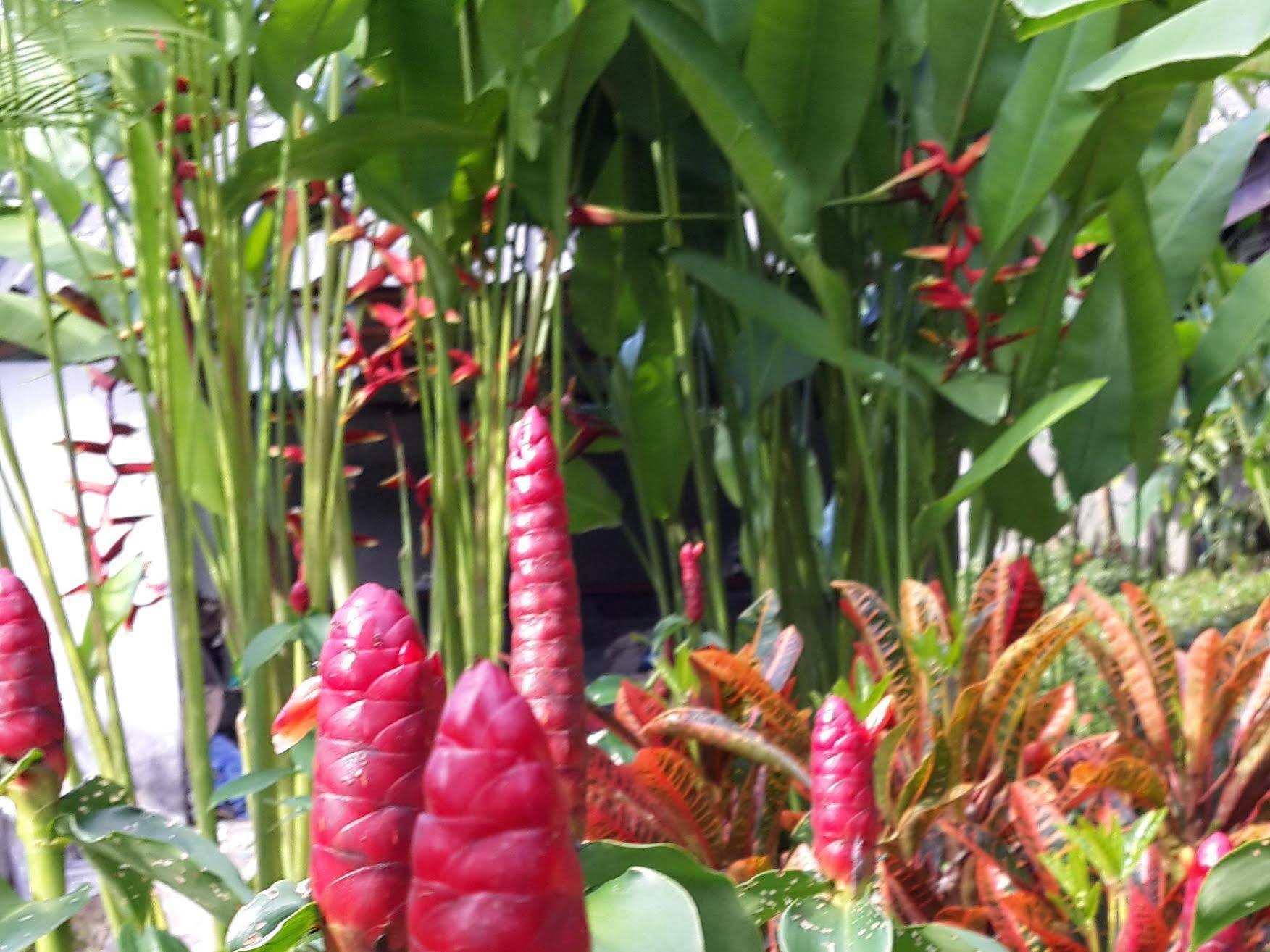 Les Fleurs House Bed & Breakfast Khao Lak Exterior foto